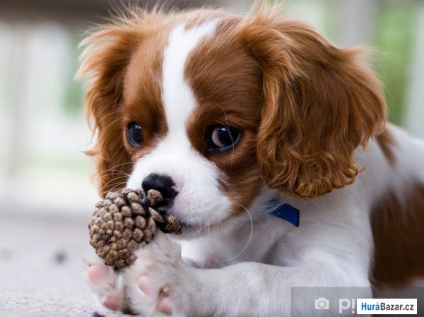 detailní fotografie