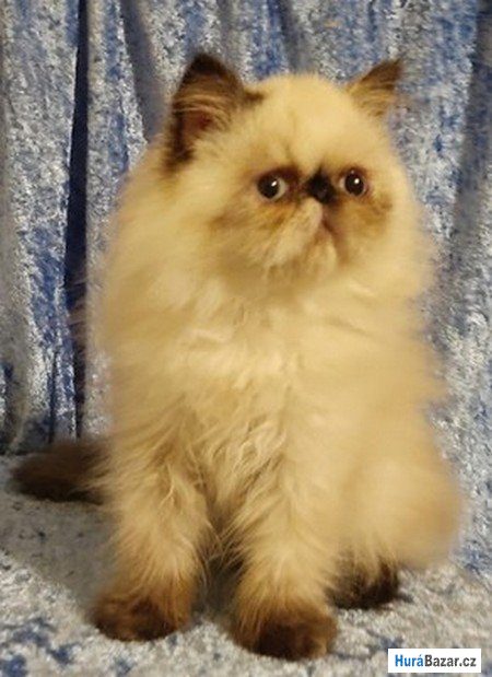 detailní fotografie