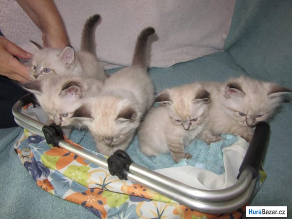 detailní fotografie