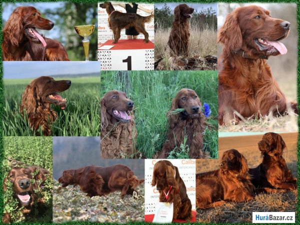 detailní fotografie