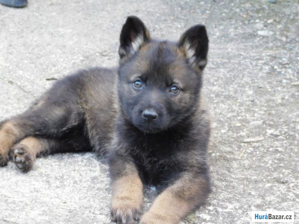 detailní fotografie