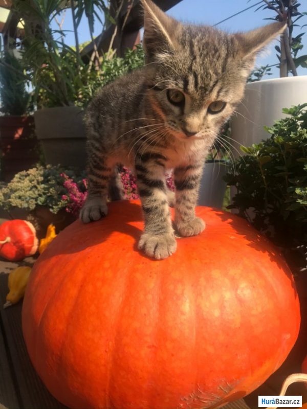 detailní fotografie