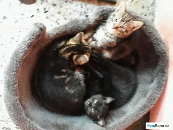 detailní fotografie