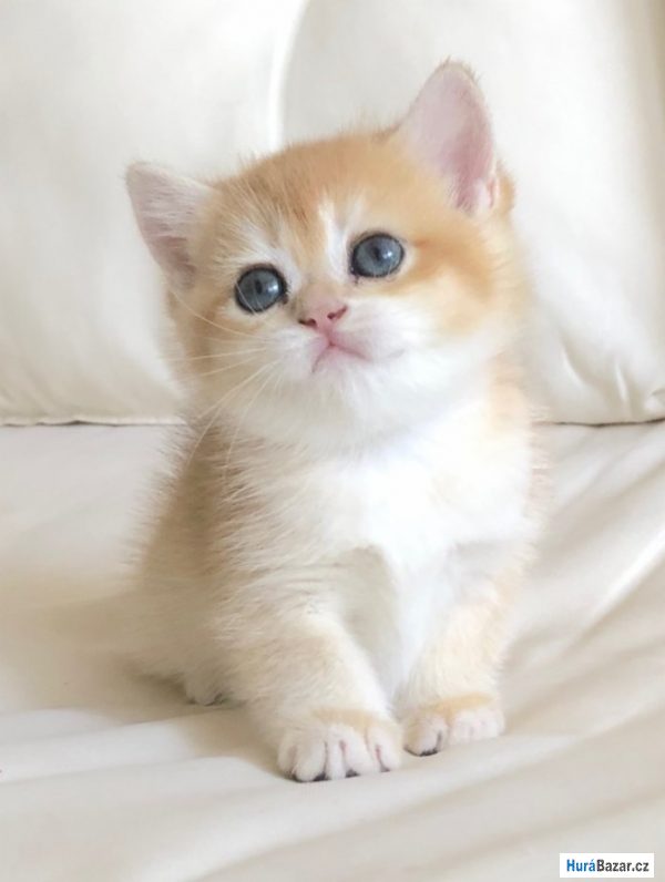 detailní fotografie