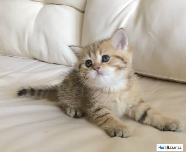 detailní fotografie