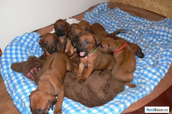 detailní fotografie