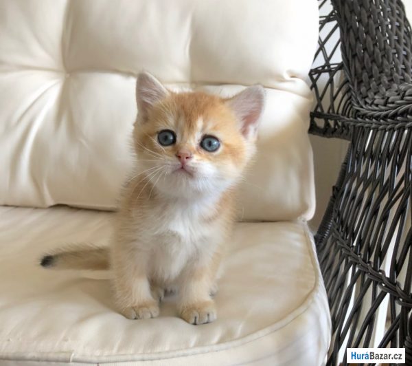 detailní fotografie