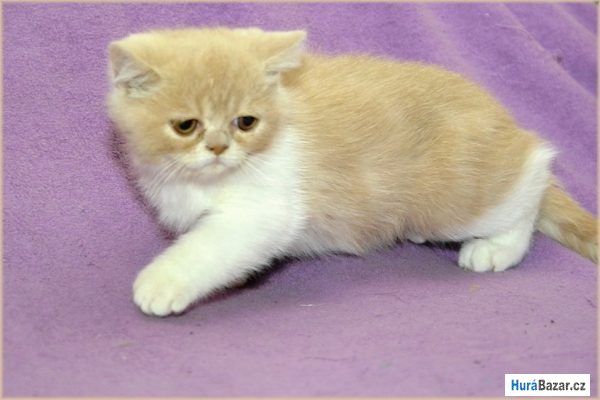 detailní fotografie