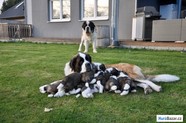 detailní fotografie