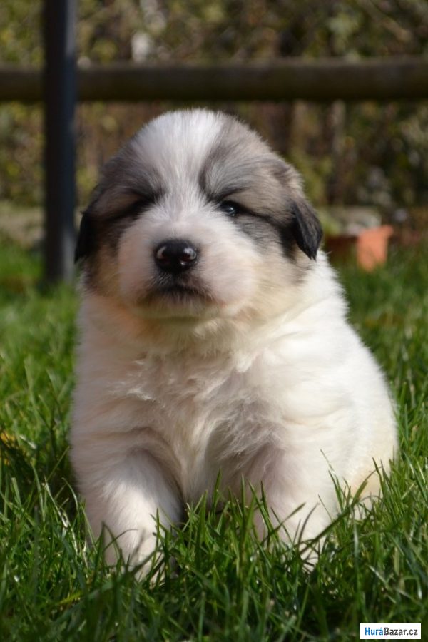 detailní fotografie