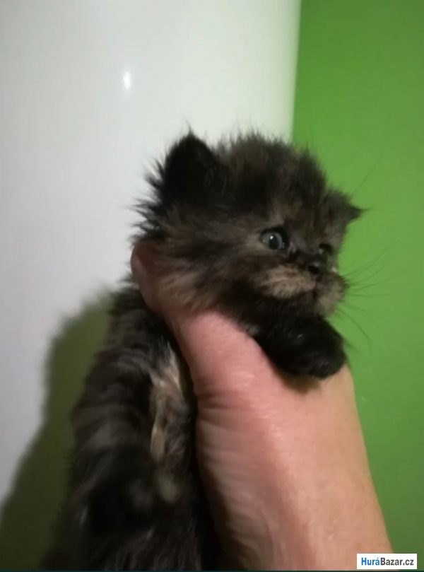 detailní fotografie