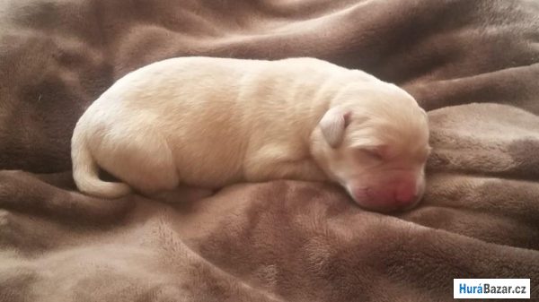 detailní fotografie