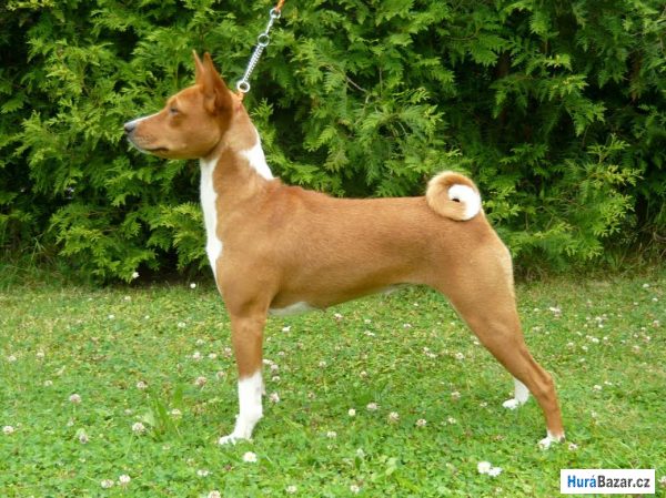 detailní fotografie