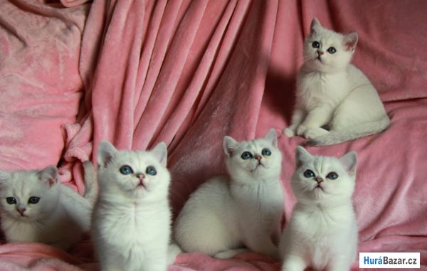 detailní fotografie