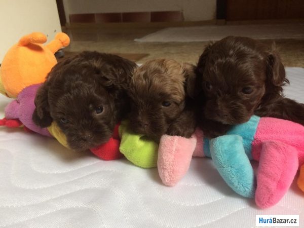 detailní fotografie