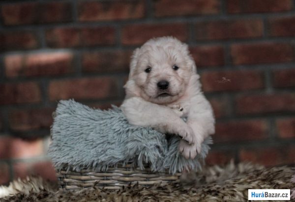 detailní fotografie