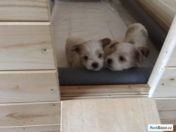 detailní fotografie