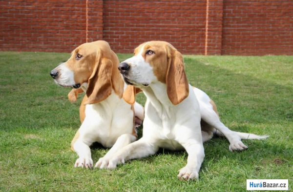 detailní fotografie