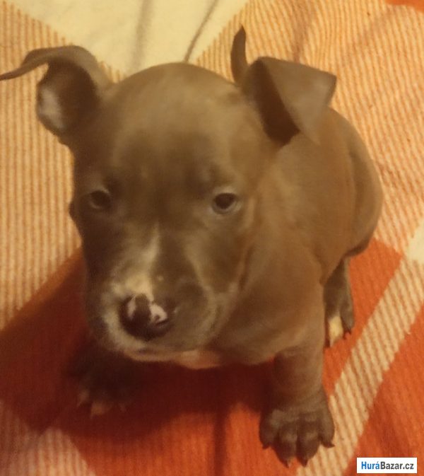 detailní fotografie