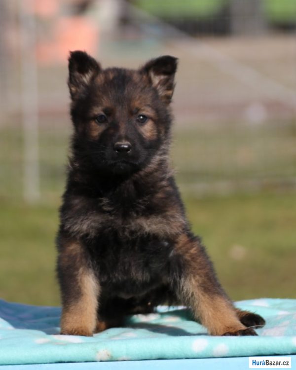 detailní fotografie