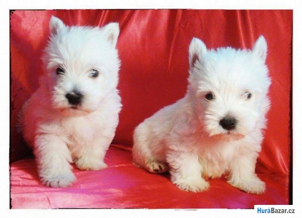 detailní fotografie